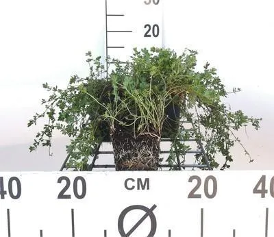 Obrázek produktu pro 6 x Lotus corniculatus - Lotos - květináč 9 x 9 cm