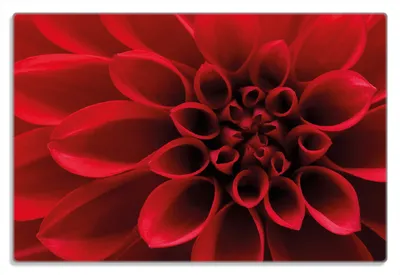 Produktbild von Wallario Frühstücksbrettchen aus Glas 20 x 30 cm mit rutschfesten Füßen, Motiv Rote Dahlienblüte in Nahaufnahme