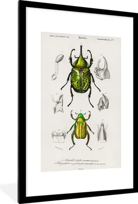 Produktbild von MuchoWow® MuchoWow® Gerahmtes Poster Käfer - Jahrgang - Insekten 60x90 cm - Poster mit zchwarzem Bilderrahmen - Dekoration - Wandposter Wohnzimmer - Hochwertig