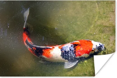 Produktbild von MuchoWow® Poster Ein Koi-Karpfen auf dem Grund eines Teiches 60x40 cm - Schlafzimmerdekoration