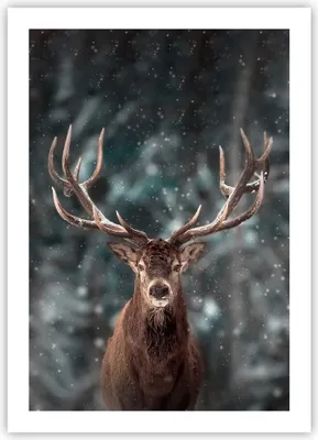 Produktbild von Poster - Poster ohne Rahmen - Hirsch Hirsch Winter - 50x70 cm - Wand Bild - Wanddeko - Wandbilder - Kunstposter - Wandposter - Bilder - Kunstdruck - Wanddekoration - Wandbild - P2XPA50x70-4998