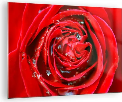 Produktbild von Bilder auf glas - Rose Blume Blütenblätter Tau - 70x50cm - Glasbilder - Wandbilder - Kunstdruck - zum Aufhängen bereit - Wanddekoration aus Glas - Glas Bilder - Wandbild auf Glas - GAA70x50-1518