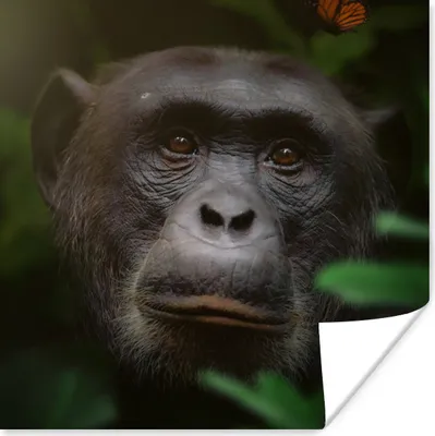 Produktbild von MuchoWow® Poster Tiere - Affe - Dschungel 50x50 cm - Wohnzimmerdekoration