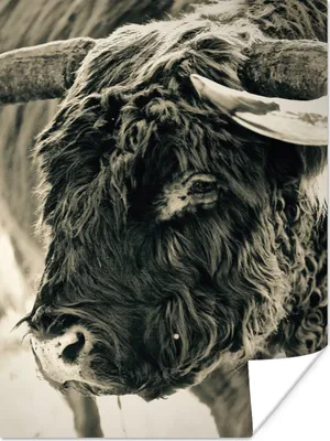 Produktbild von MuchoWow® Poster Schottischer Highlander - Schnee - Hörner 90x120 cm - Wohnzimmer