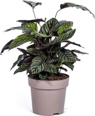 Immagine prodotto di Calathea Ornata Sanderiana, pianta d'appartamento (Ø 27 cm, altezza 60-80 cm), facile da curare