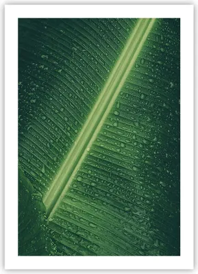 Produktbild von Poster - Poster ohne Rahmen - Makro Blatt Tropfen - 50x70 cm - Wand Bild - Wanddeko - Wandbilder - Kunstposter - Wandposter - Bilder - Kunstdruck - Wanddekoration - Wandbild - P2XPA50x70-4372