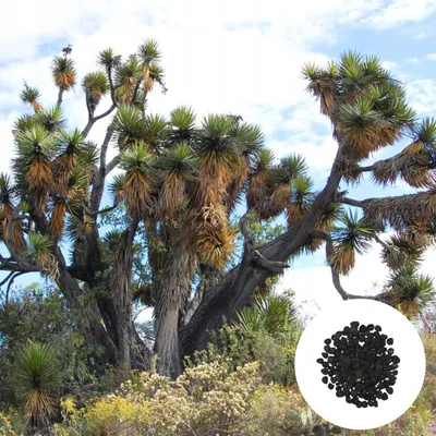 Image de Graines de Yucca Periculosa - Lot de 5 - Résistant à la sécheresse - Yucca mexicain