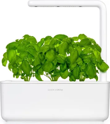 A white smart garden with lush green basil plants growing under a white LED light.