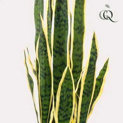 Obrázok produktu pre Umelá rastlina Sansevieria Trifasciata (ženský jazyk) ↕97 cm – dekoratívna rastlina, ktorá nevyžaduje žiadnu starostlivosť