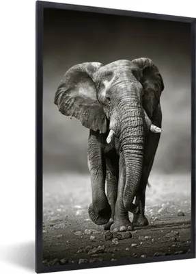 Produktbild von MuchoWow® MuchoWow® Gerahmtes Poster Elefant - Schwarz - Weiß - Namibia 60x90 cm - Poster mit zchwarzem Bilderrahmen - Kunst