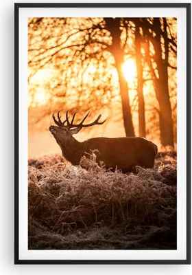 Produktbild von Gerahmtes Poster - Schwarzer Rahmen - Deer Heidekraut Tier - 61x91,5 cm - Wand Bild - Wanddeko - Wandbilder - Kunstposter - Wandposter - Bilderrahmen - Bilder - Kunstdruck - Wandbild - P2BPA61x91-3043