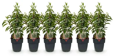 Image de Green boutiQ - Plantes de haie - Prunus lusitanica Angustifolia - feuillage vert - 6 plants - 1 mètre linéaire - à feuillage persistant - pot de 17 cm, hauteur 50 cm