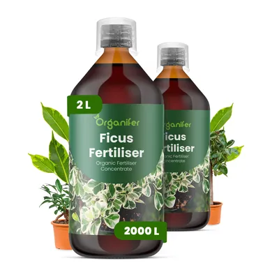 Obrázek produktu pro Ficus Tekuté Hnojivo 2x1 L – 2-1-8 NPK – Pro Zelené Rostliny – Pro Zdravé Listy & Silný Růst – Podporuje Kořeny & Vitalitu – Organifer