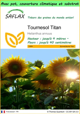 Image de SAFLAX Garden to go - Tournesol Titan - 20 graines - Helianthus