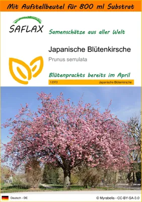 Produktbild von SAFLAX Garden in the bag - Japanische Blütenkirsche - Prunus serrulata - 30 Samen - Mit Anzuchtsubstrat im praktischen, selbst aufstellenden Beutel