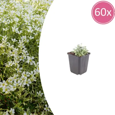 Zdjęcie produktu dla Cerastium tomentosum | 60 sztuk - 10-25cm - Ø9cm - Roślina ogrodowa
