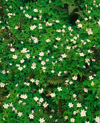 Produktbild von Anemone nemorosa 'Alba Plena', Buschwindröschen, weiß, ca. 9x9 cm Topf