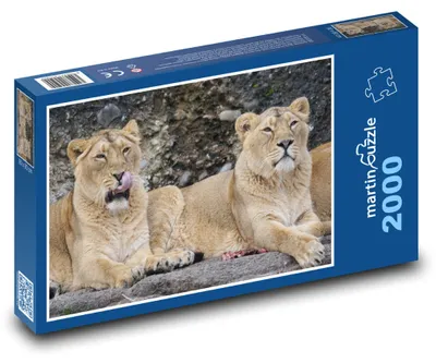 Produktbild von Puzzle 2000 Löwinnen in der Wildnis - martinpuzzle