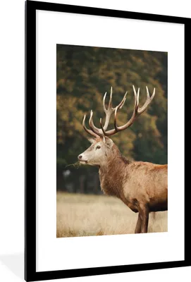 Produktbild von MuchoWow® MuchoWow® Gerahmtes Poster Hirsche - Gras - Wald 60x90 cm - Poster mit zchwarzem Bilderrahmen - Dekoration - Wandposter Wohnzimmer - Hochwertig