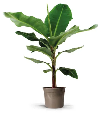 Produktbild von Bananenpflanze Musa Exotische Grünpflanze 140cm Ø27cm Zimmerpflanze Topfpflanze
