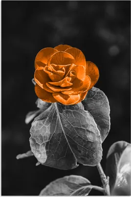Produktbild von MuchoWow® Poster Blumen - Rosen - Orange - Schwarz - Weiß 80x120 cm - Papierdruck