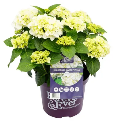 Image de Green boutiQ - Plante de terrasse - Hortensia - Hydrangea Forever & Ever - Blanc - 7 à 12 fleurs - 2 plantes - Pot de 23 cm, hauteur 55 cm