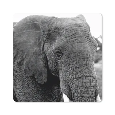 Produktbild von MuchoWow® Mauspad Mousepad Elefant - Tiere - Schwarz - Weiß - Natur 20x20 cm - Mousepads - Maus Mat - Pad - Mausunterlage - Desk Mat - Bureauartikeln