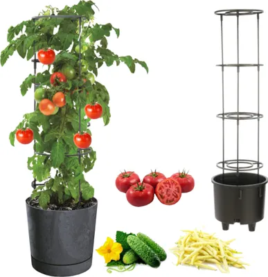 Zdjęcie produktu dla Doniczka na kiełkujące warzywa pomidor ogórek fasola Ø40 cm antracyt