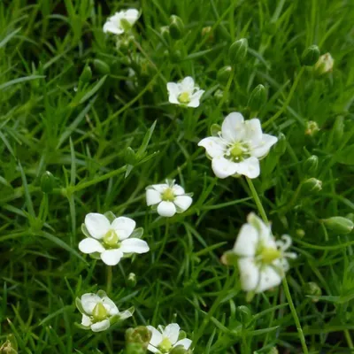 Produktbild von 6 x Sternmoos - Sagina subulata  | Topf 9cm x 9cm