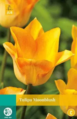 Productafbeelding van Tulipa Moonblush JUB, 7 bloembollen