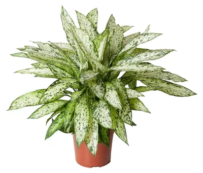 Produktbild von Dieffenbachia Vesuv - 70-80cm - Ø27cm - Zimmerpflanze - Immergrün