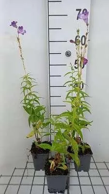 Imagen del producto de 6 x Penstemon híbrido 'Alice Hindley' - Bartfaden - Maceta de 9 x 9 cm