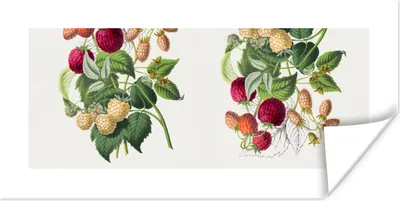 Produktbild von MuchoWow® Poster Lebensmittel - Himbeere - Obst 160x80 cm - Foto Poster