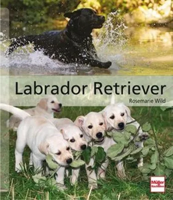 Produktbild von Labrador Retriever
