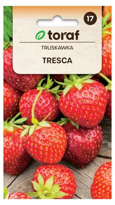 Zdjęcie produktu dla Truskawka TRESCA 20 szt.