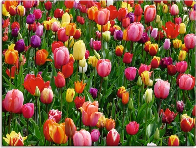 Produktbild von ARTland Leinwandbild Buntes Tulpenfeld Größe: 80x60 cm