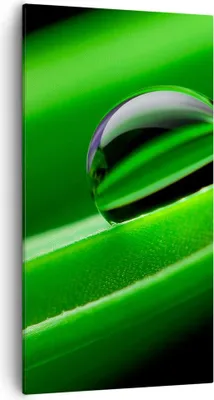 Produktbild von Bild auf Leinwand - Leinwandbild - Pflanze Tropfen Wasser Blase - 55x100cm - Wand Bild - Wanddeko - Leinwanddruck - Bilder - Kunstdruck - Wanddekoration - Leinwand bilder - Wandkunst - PA55x100-2352