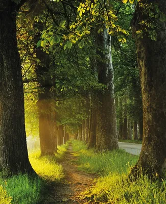 Produktbild von Wallario Sticker / Aufkleber für Kühlschrank / Geschirrspüler / Küchenschränke, selbstklebende Folie - 60 x 80 cm, Motiv: Allee bei Sonnenuntergang