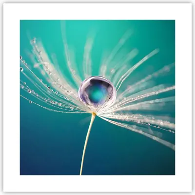 Produktbild von Poster - Poster ohne Rahmen - Pflanze Natur - 40x40 cm - Wand Bild - Wanddeko - Wandbilder - Kunstposter - Wandposter - Bilder - Kunstdruck - Wanddekoration - Wandbild - P2XAC40x40-3991