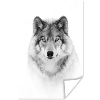 Produktbild von MuchoWow® Poster Wolf - Tiere - Porträt - Weiß 80x120 cm - Papierdruck