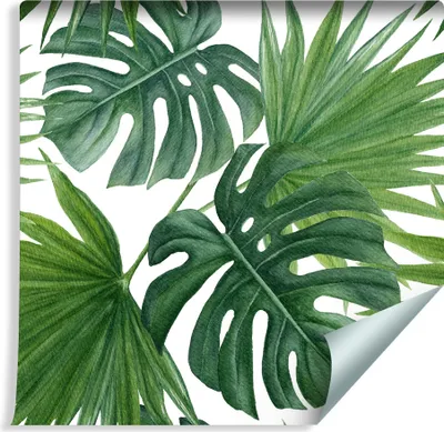Zdjęcie produktu dla Tapeta Do Jadalni Dekoracja Ścienna MONSTERA Palma Liście Tropikalne Egzotyczna efekt 3D