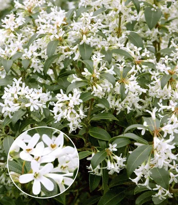 Produktbild von BALDUR Garten 1x Immergrüne Duftblüten-Hecke 'Osmanthus', Pflanze im 8x8 cm-Topf, immergrüne Heckenpflanze, duftende Blüten und glänzendes Laub, winterhart und pflegeleicht