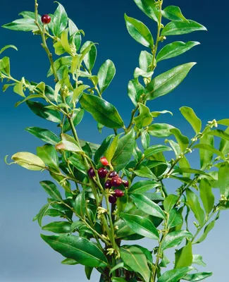 Zdjęcie produktu dla Sarcococca confusa, pachnący kwiat cieniolubny, zimozielony, pojemnik 2 litry