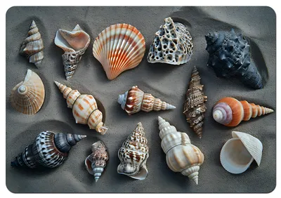 Produktbild von Bertoni Filz Tisch/Tischplatte mit Muster | SHELLS| 29 cm x 42 cm