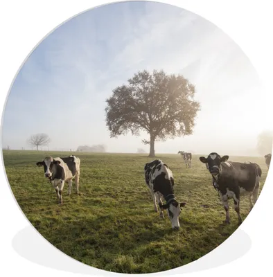 Produktbild von MuchoWow® Rundes Wandbild - Runde Bilder Kühe - Licht - Nebel Ø 90 cm Kreis Wanddekoration Kunststoff - Wandkreis - Wandschmuck - Wand-Kreis - Wohnzimmer - Bild - Runde - Wanddeko - Dibond - Kunstdrucke