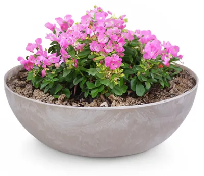 Produktbild von Pflanzschale für draußen Dekoschalen rund sand beige 45 cm