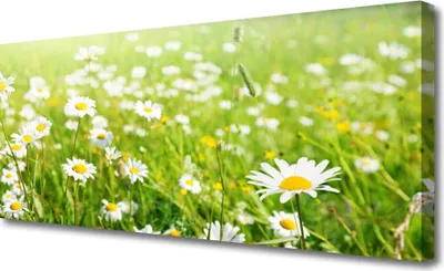 Produktbild von Tulup Leinwand-Bilder 125x50 Wandbild Canvas Kunstdruck Wiese Gänseblümchen Natur