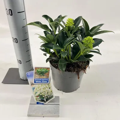 Zdjęcie produktu dla Skimmia jap. White Globe® ('FM1'PBR) – skimmia japońska | 20–25 cm w doniczce