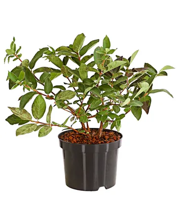 Produktbild von Dehner Honigbeere Russlana, süsse blaue Früchte, ca. 30-40 cm, 3 l Topf, Beerenstrauch