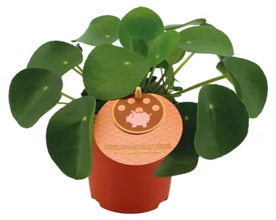 Produktbild von Pilea Peperomioides - 15cm - Ø10,5cm - Zimmerpflanze - Immergrün